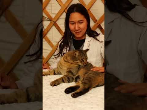 Part 3 | Head to tail exam with Taxi the cat ASMR #asmr #relaxing #calm #asmrsleep #asmrvideo