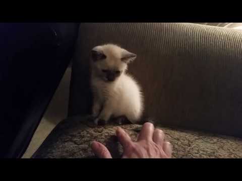 SouthernASMR Sounds Vlog 11-6-2016 ~ Eevee & Punkin (dba Possum)