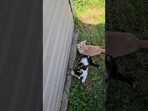 Jaydyn and Spooks Playing