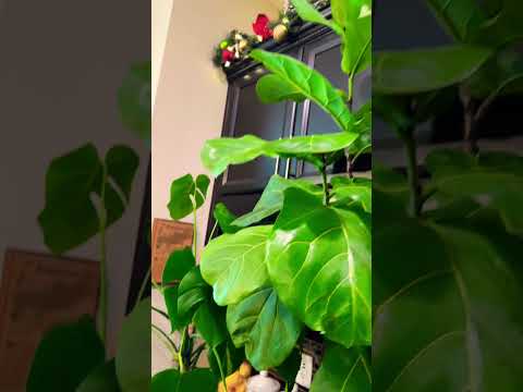 #indoorplants #plantlover #plantsmakemehappy #dusting #cleaning #plantscollection #plantscare