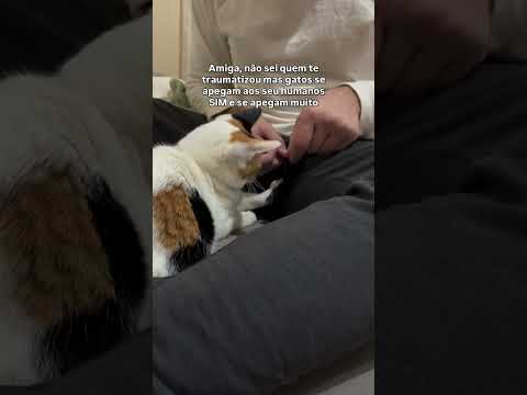 Eu não sei quem te traumatizou, mas... #cats #catlover #cutecat #funnycats #petlovers #cat