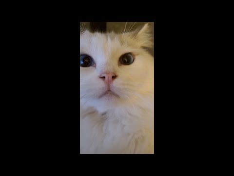 My cat tries ASMR 😸 Binaural purring & brushing | #Shorts