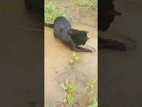 Ovie loves muddy puddles