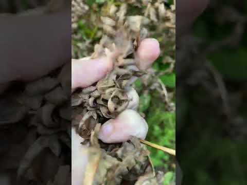 ASMR rustle of dried fern