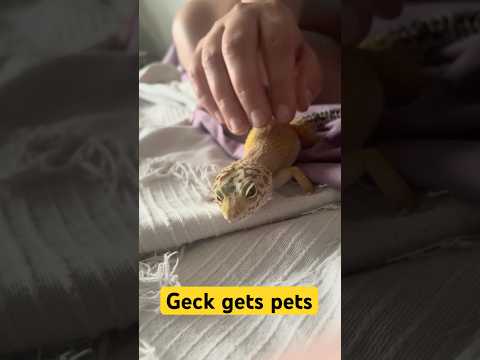 ASMR 🍋 morning pets with Leopard Gecko