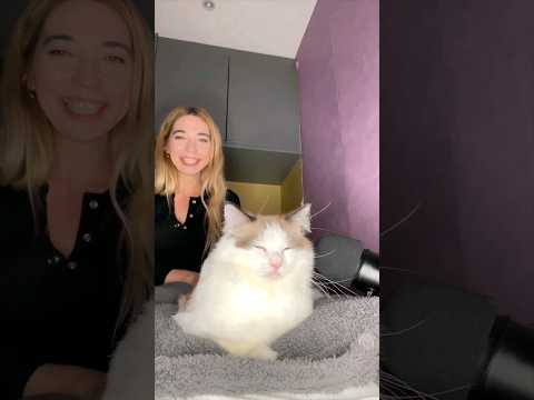 ASMR Petting a Purring Cat #tingles #asmr #cutecat