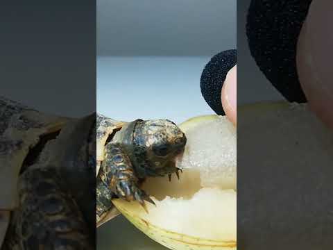 ASMR Mukbang Eating Pear🍐Turtle Tortoise