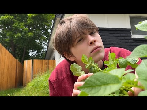 ASMR Roleplay: Asian Lady Beetle Pulls up to the Ladybug Family Reunion 