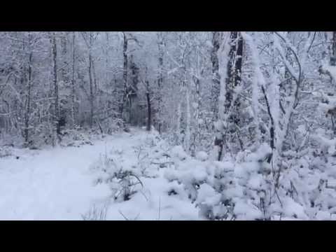 Snow in the Woods  (ღ˘⌣˘ღ) ♫･*:.｡. .｡.:*･  part II