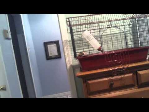 Guinea Pig Goes Crazy Makes SO Much Noises out his mouth he wants more food !