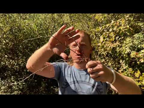 ASMR | Cranial Nerve Exam Using The Forest
