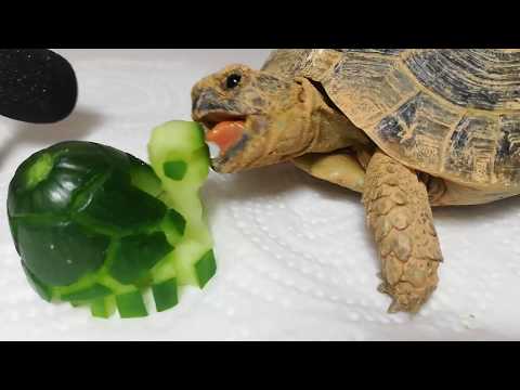 🐢 Tortoise Eating Turtle Cucumber ASMR