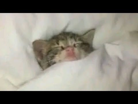 asmr live
