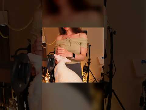 ASMR Cat Massage #tangerin #shorts