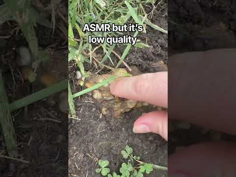 kinda shit asmr