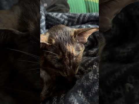 Kitty purrs ASMR #asmr #cat