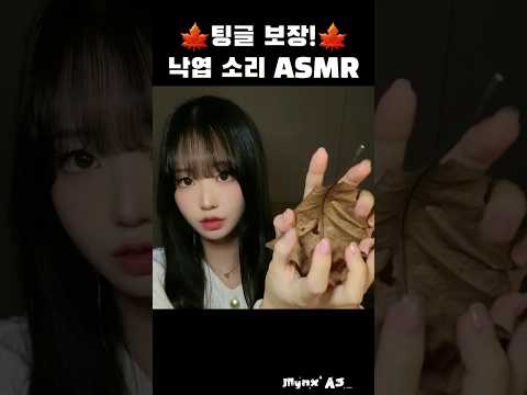 팅글 보장! 바삭바삭 낙엽소리 ASMR🍁