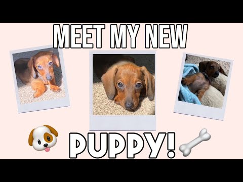 Meet my new PUPPY! Dachshund puppy!