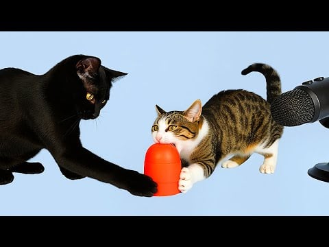 Black Cat vs Kitten 🐈‍⬛🐈 ASMR Food Fight 😻⭐