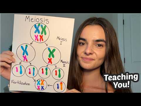 ASMR Teaching You Prenatal Genetics | Meiosis, NIPT, Chromosome Conditions, Carrier Screening