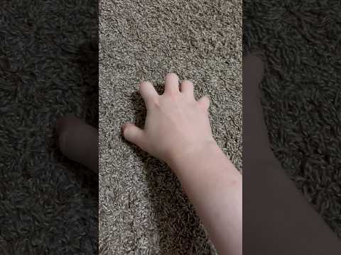 ASMR Carpet Scratching | (No Talking) #ASMR #Shorts