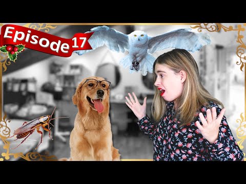 Chien, cafard, chouette: métamorphoses de ouf ! Série ASMR - Roleplay héro, don magique, animal