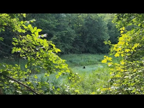 ASMR | A Walk Through the Forest 💚 No Talking