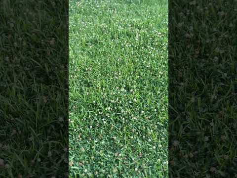 Relaxing Sounds #short