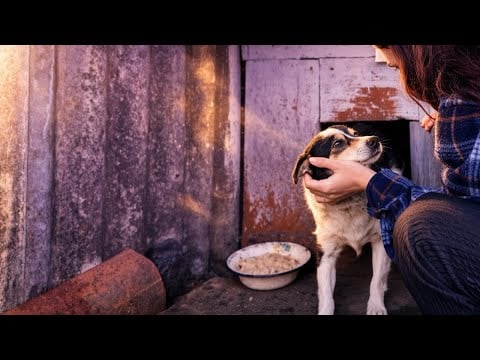 Village ASMR 🌿 Peaceful Rural Life, Relaxing Nature Sounds & No Talking