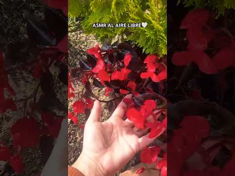 ASMR AL AIRE LIBRE #asmr #asmrsounds #asmrcommunity #trending #colombia #asmrnaturesounds