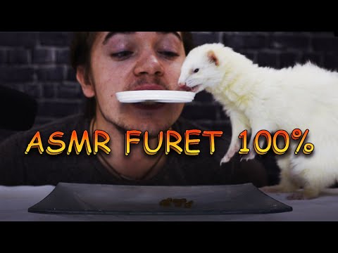 ASMR Le furet déguste du COCO ! 🐭