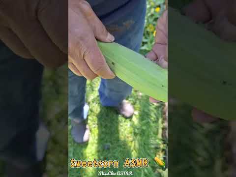 ASMR With Sweetcorn 🌽 #asmrfood #asmrnature #corn #naturesounds