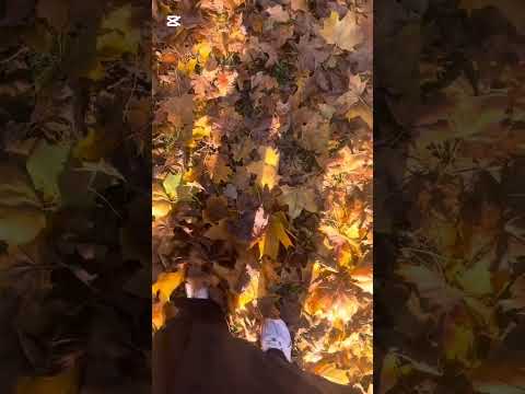 ASMR cozy autumn nature walk (whispered voiceover) 🍂 I crunchy leaves & gentle rain 