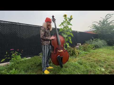 ASMR🎻Bass Meditation🌸Plum Tree Inspired🎻(Lofi)