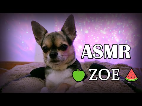 ASMR con Mi Chihuahua 🐶​ con SUAVES SUSURROS para DORMIR | ASMR EN ESPAÑOL