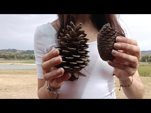 ASMR 2 Minutes In the Woods (Nature Sounds)