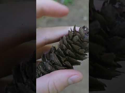 asmr on a hike #asmr