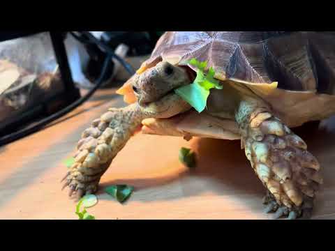 ASMR| My turtle is eating salad| Моя черепашка ест салат😄