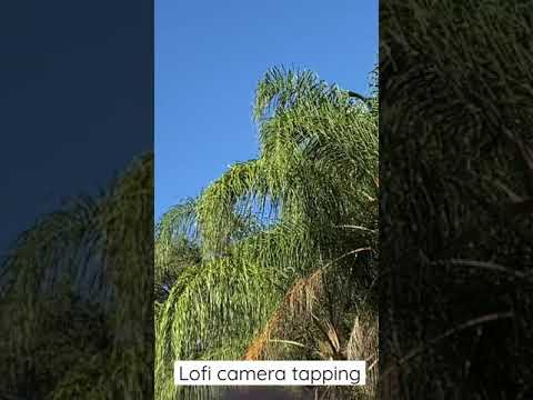 ASMR Lofi Camera Tapping Outside #asmr #shorts #asmrtapping #asmrtappingnotalking