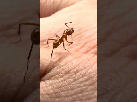 🐜