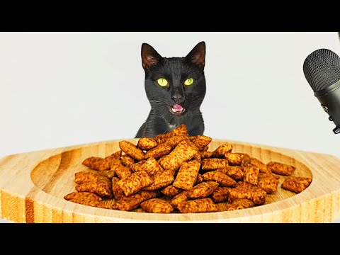 Cat eating Crunchy Dry Food ASMR