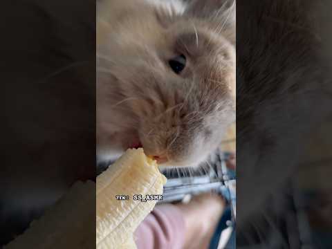 АСМР от зайки 🐰 #asmr #асмр #звукирта #кролик