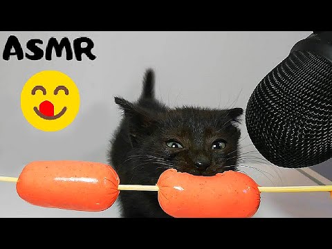 Kitten eating Sausage ASMR