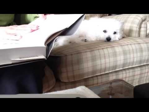 ASMR (no ads) Reading a book on birdsong; soft spoken