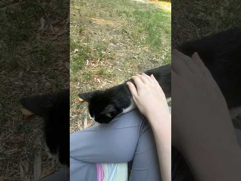 ASMR with cats 🐈 #asmr #cats #shorts #shortsfeed