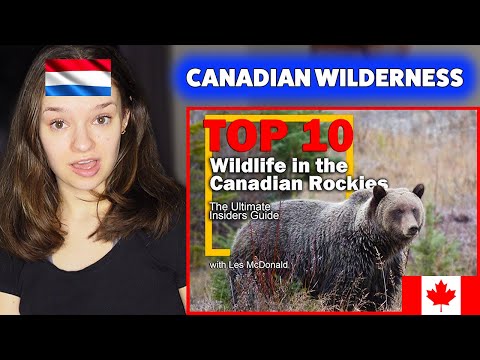 THIS is Wildlife in the Canadian Rockies?! 🇨🇦 (European Reacts)