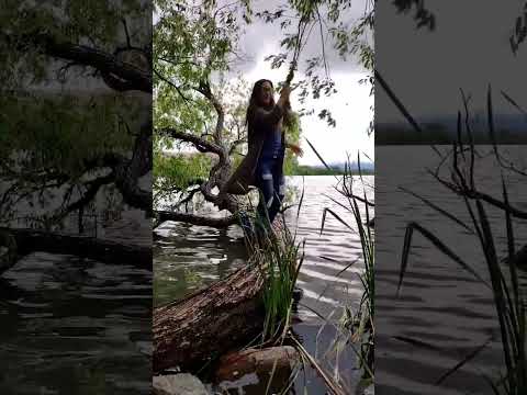 Dancing queen#shortsfeed #shortvideo #viralshorts #viralvideo #millionviews #funnyshorts #tree