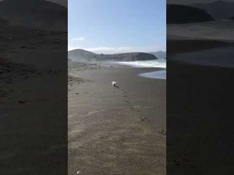 Shasta hits the beach #ShastasShorts