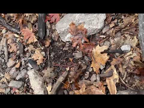 ASMR (Short) Shuffling Fall Leaves and Scratching