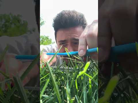 THIS or THAT ~ GRASS ASMR EDITION 🌿✂️#tingles #creativeasmr